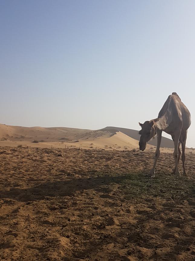 Camel standing on a sandy desert plain with dunes in the distance; located in the Middle East